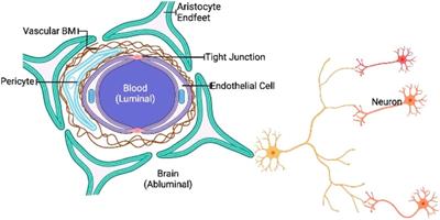 Exploring the role of nanomedicines for the therapeutic approach of central nervous system dysfunction: At a glance